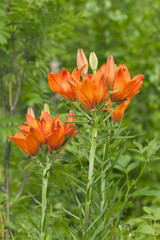 Orange lily, lilium bulbiferum