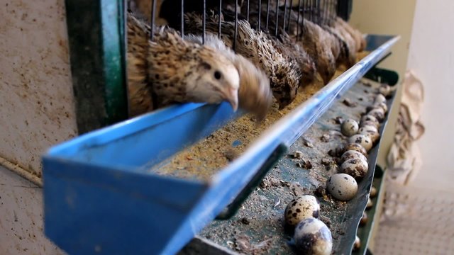 japanese quail chicken eating food, eggs in background