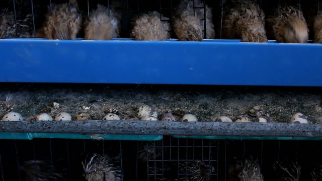 japanese quail and eggs