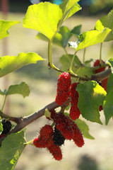 mulberry fruit in the garden