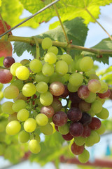 fresh grapes in the vineyard