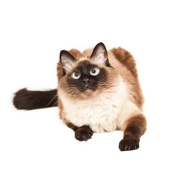 Balinese cat lies on a white background