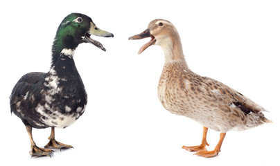 two ducks