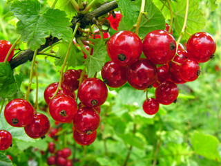 close-up of a  red currant