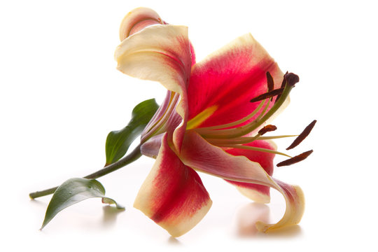 Fototapeta Pink lily isolated on white background. 