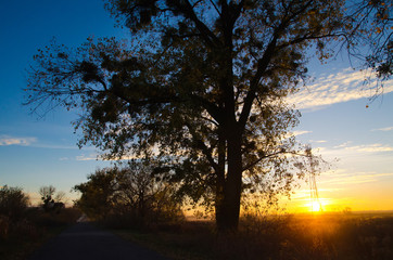 Fototapeta na wymiar sunset behind a tree