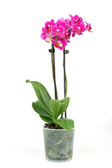 Naklejka na ściany i meble Phalenopsis Orchidee