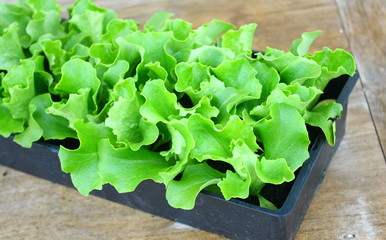 plants de salade pour plantations