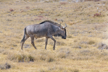 wildebeest