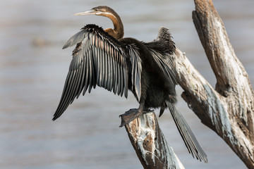 African Darter