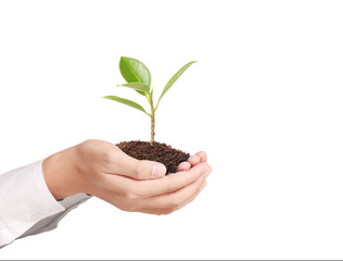 holding green plant in hand