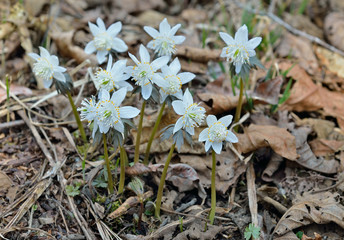 Flowers of anemone 17