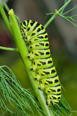 Сaterpillar of swallowtail 10