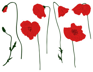 set of red poppy flowers isolated on white