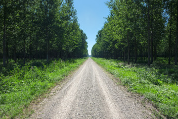 Driving on an empty dirt road through the forest