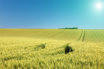 Rolling terrain with fields of wheat at sunny day