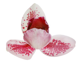 three petals single orchid flower with red spots