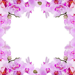 frame from branches with pink orchids