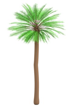 realistic 3d render of palm