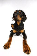 Fototapeta premium Bracke