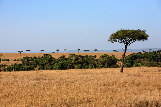 plains Masai Mara reserve Kenya Africa