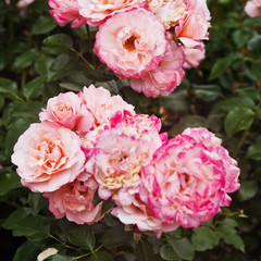 Close-up of Rose flowers