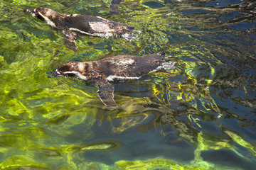 High angle view of Humboldt penguins (Spheniscus Humboldt) swimm