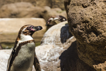 Obraz premium Humboldt Penguin (Spheniscus Humboldt) in a zoo