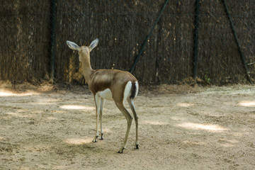 Gazelle in a zoo