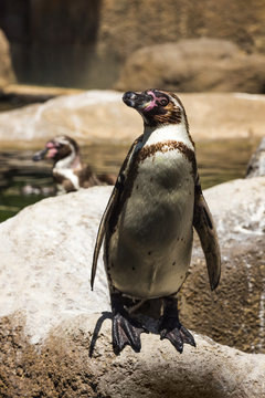 Humboldt penguins (Spheniscus Humboldt) in a zoo