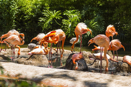 Flock of flamingos in a zoo