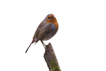 Robin on branch isolated on white background, Erithacus rubecula