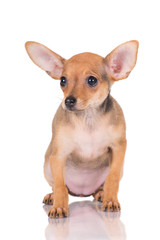 small red puppy with big ears