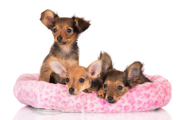three puppies on a dog bed