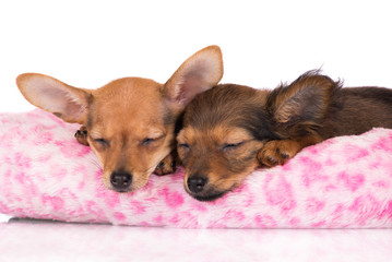 two adorable puppies sleeping