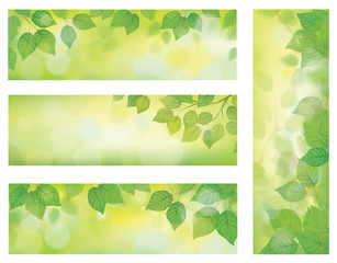 Vector nature banners, branch of birch tree with green leaves on