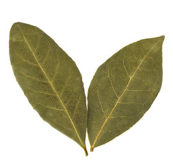Aromatic bay leaves