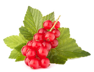 Red currants and green leaves still life