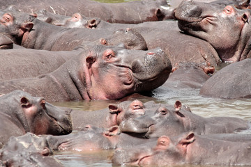  Hippopotamus masai mara river kenya