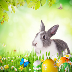 Easter rabbit in grass