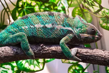 Zelfklevend Fotobehang Kameleon Panterkameleon