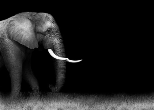 African Elephant In Black And White