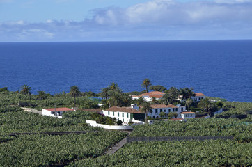 Bananenplantage bei Garachico, Teneriffa