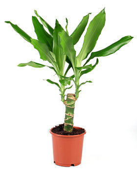 Dracena Drachenbaum
