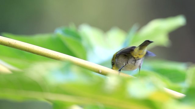 Japanese White-eye (Zosterops japonicus) in japan