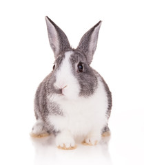 Fototapeta premium Rabbit on white background