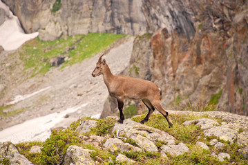 Alpen-Steinbock-Gei&szlig; in felsiger nat&uuml;rlicher Umgebung