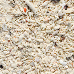 White coral at the beach