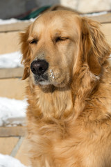 beautiful golden retriever