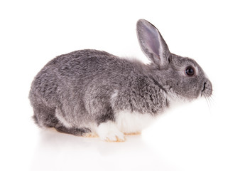 Rabbit on white background